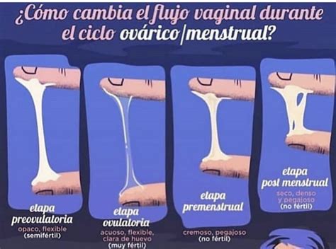 vajinas con semen|Me metí los dedos con semen en mi vagina, ¿puedo quedar .